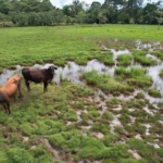 Finca Lechera en Costa Rica
